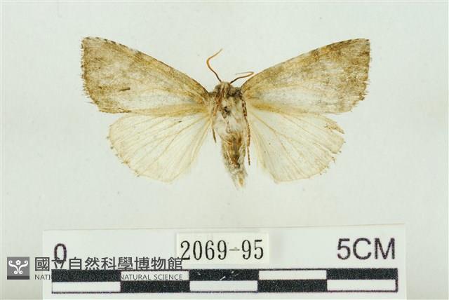 臺灣銀斑異波紋蛾藏品圖，第2張