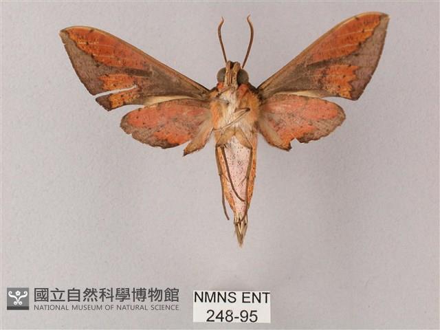 臺灣白肩天蛾藏品圖，第2張