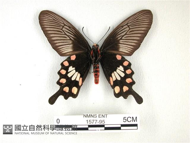 紅珠鳳蝶藏品圖，第2張