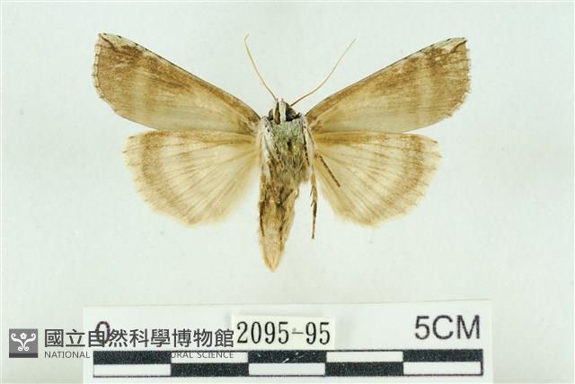 臺洒波紋蛾藏品圖，第2張