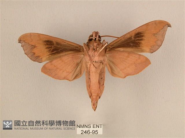 背中白天蛾藏品圖，第2張