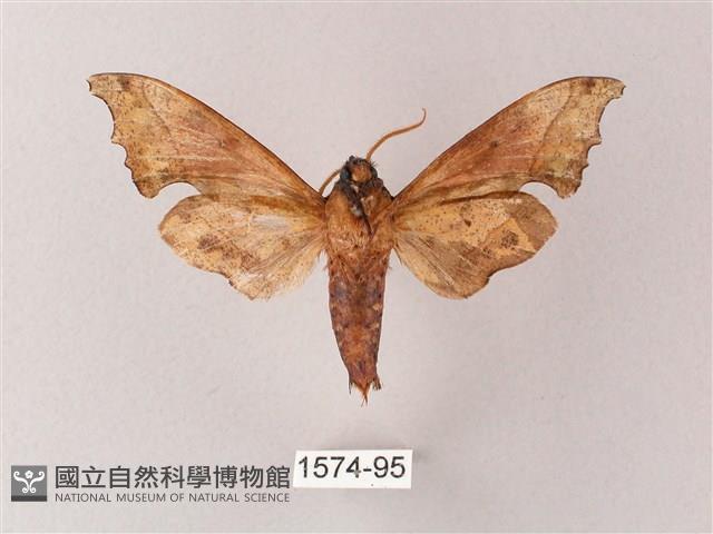 黃斑索天蛾藏品圖，第2張