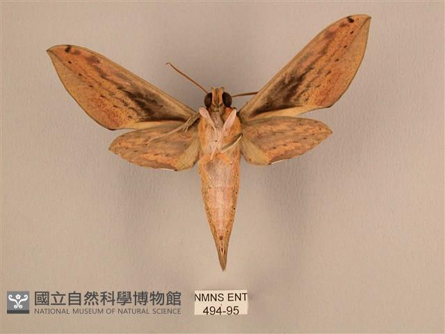 棕綠背線天蛾藏品圖，第2張