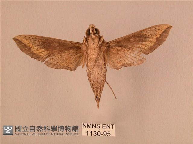 斜線天蛾藏品圖，第2張