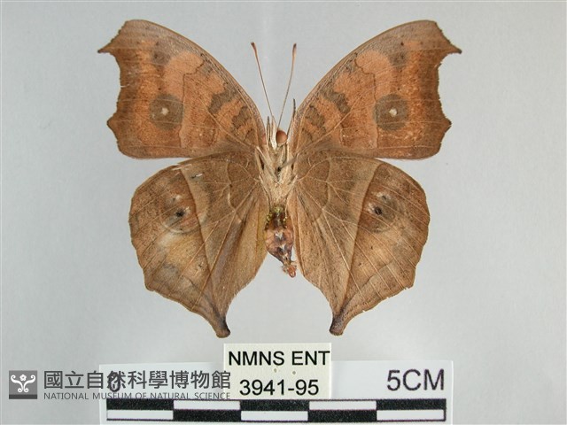 眼蛺蝶、孔雀蛺蝶藏品圖，第2張