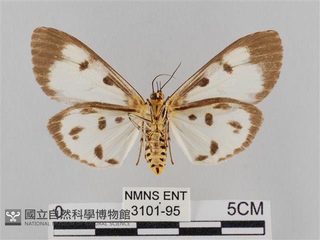 長斑擬燈蛾藏品圖，第2張