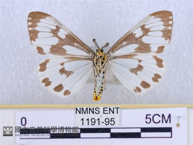 粉蝶燈蛾藏品圖，第2張