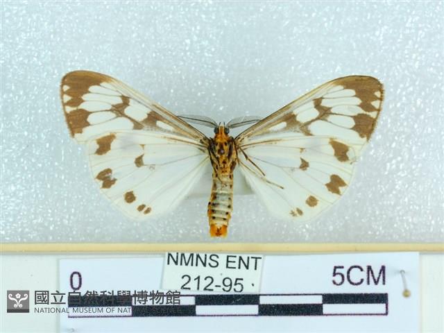 粉蝶燈蛾藏品圖，第2張