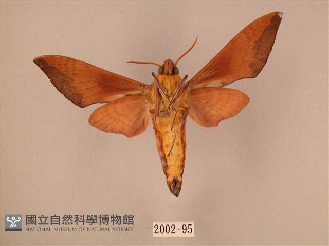 赭色斜帶天蛾藏品圖，第2張