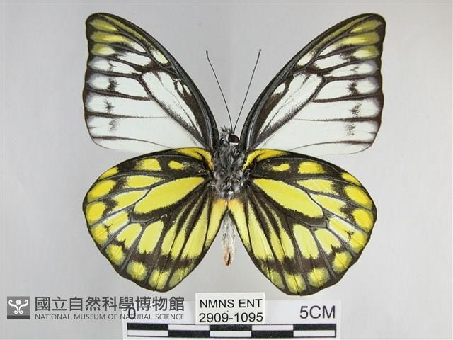 鋸粉蝶藏品圖，第2張