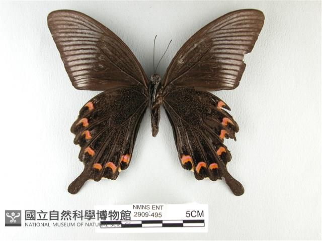 翠鳳蝶蘭嶼亞種藏品圖，第2張