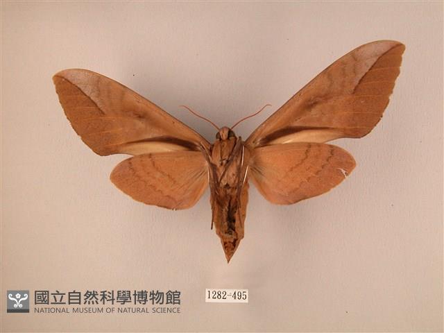 波紋豆天蛾藏品圖，第2張