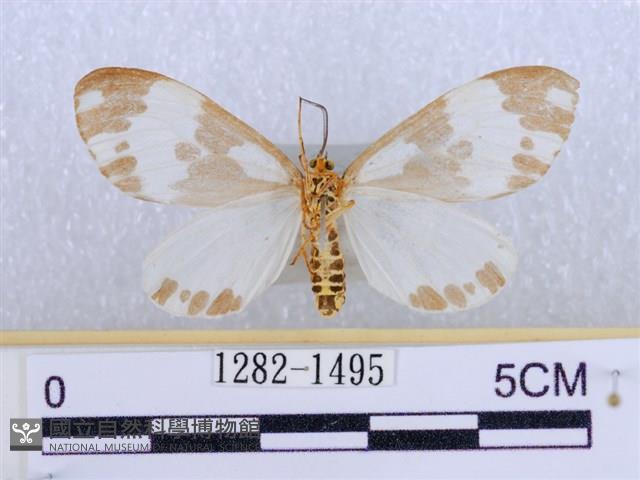 後凸蝶燈蛾藏品圖，第2張