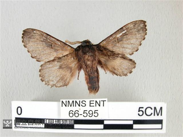 銀肩枯葉蛾藏品圖，第2張