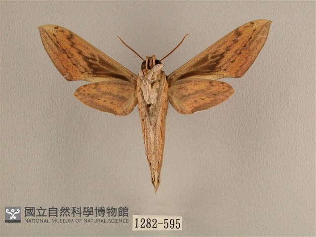 背線天蛾藏品圖，第2張