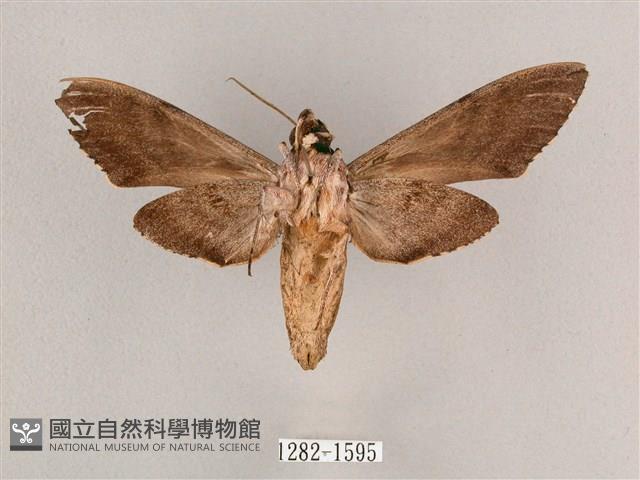 細斜紋霜天蛾藏品圖，第2張