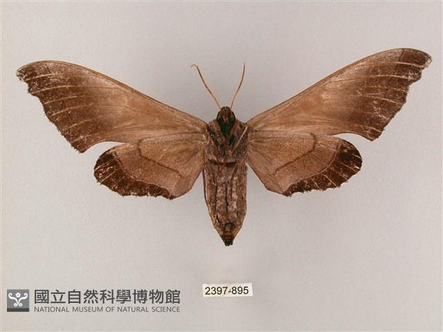 齒翅三線天蛾藏品圖，第2張