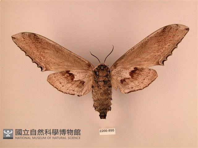臺灣鋸翅天蛾藏品圖，第2張
