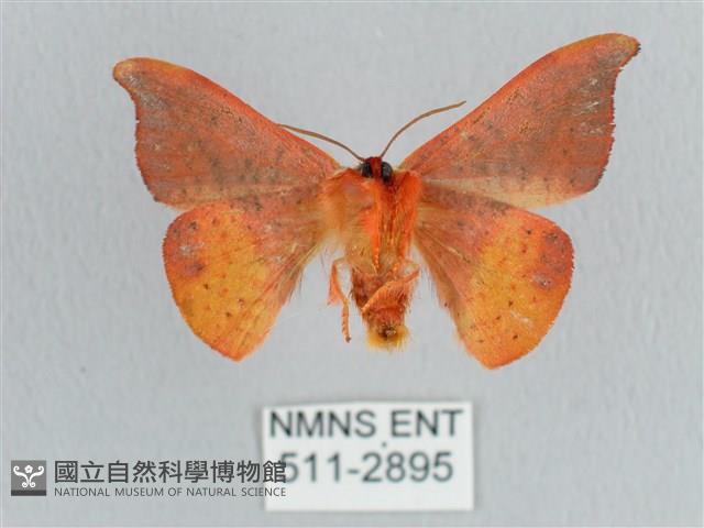 銀端帶鉤蛾藏品圖，第2張