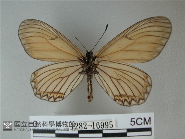 苧麻細蝶藏品圖，第2張