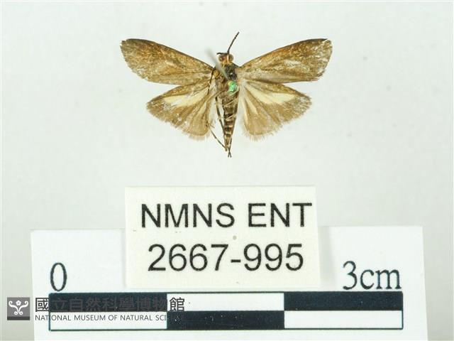 叉紋閃舞蛾藏品圖，第2張