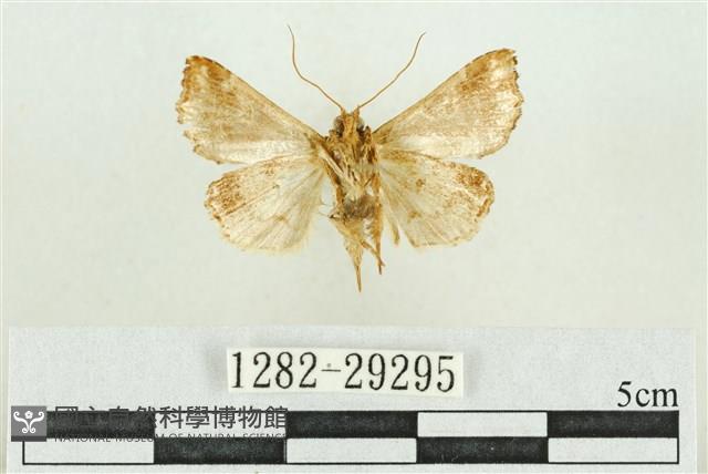 弧角散紋夜蛾藏品圖，第2張