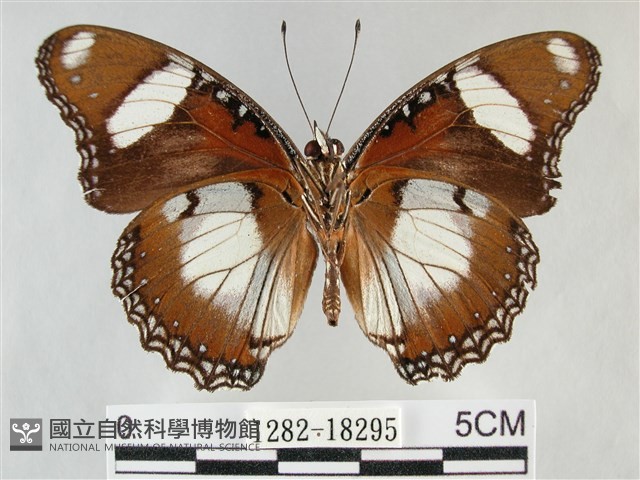 雌擬幻蛺蝶、雌紅紫蛺蝶藏品圖，第2張