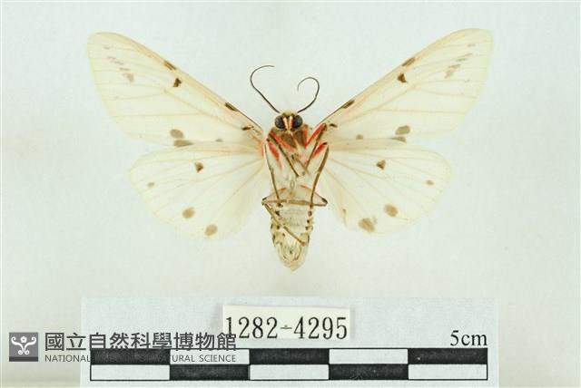 菊池污燈蛾藏品圖，第2張