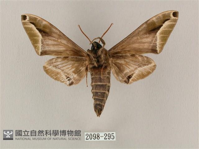 白點天蛾 藏品圖，第2張