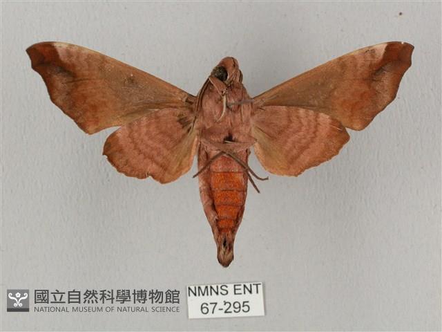 姬缺角天蛾藏品圖，第2張