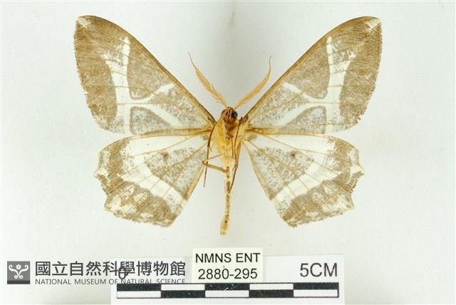 樹形尺蛾藏品圖，第2張