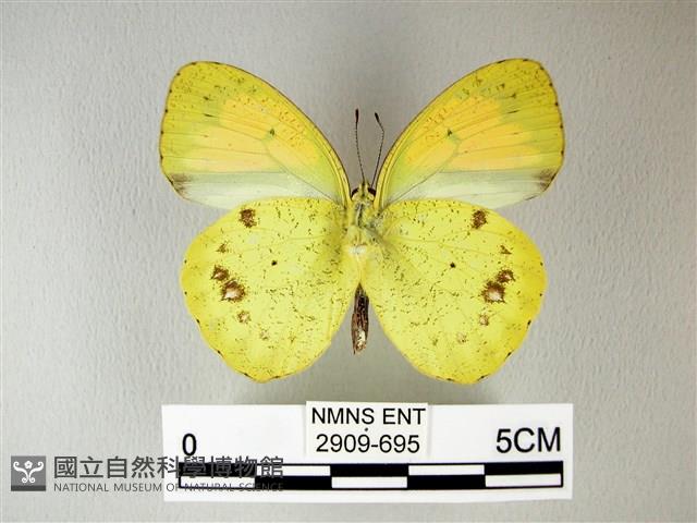 異粉蝶、雌白黃蝶藏品圖，第2張