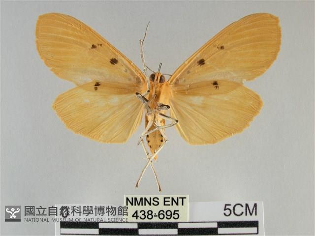 橙擬燈蛾藏品圖，第2張