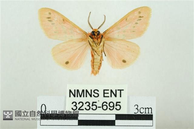 三條橙燈蛾藏品圖，第2張