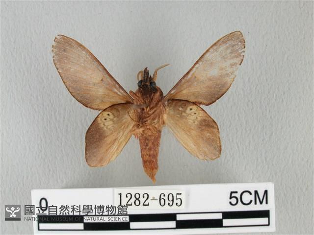 緣斑枯葉蛾藏品圖，第2張