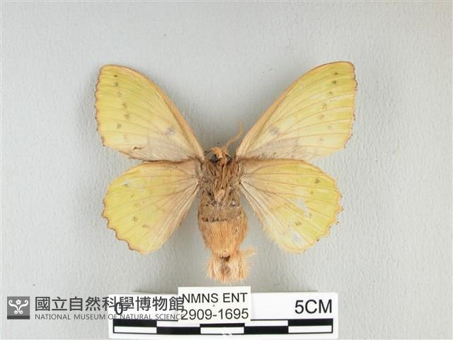 青枯葉蛾藏品圖，第2張