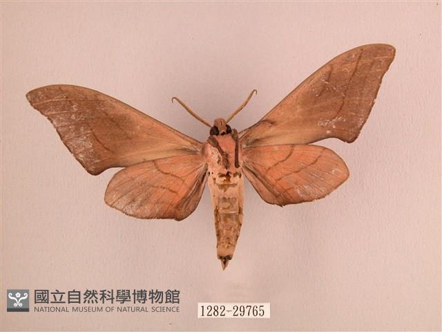 直翅六點天蛾藏品圖，第2張