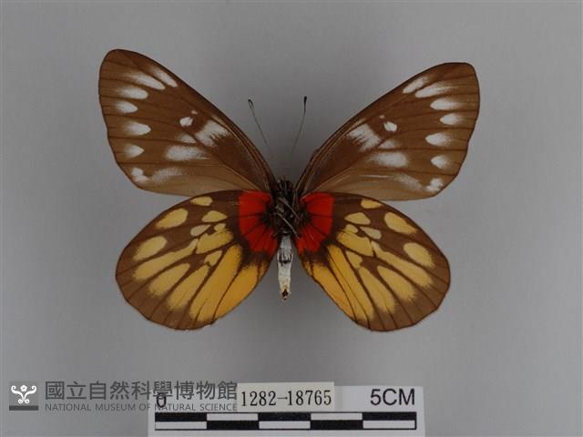 豔粉蝶藏品圖，第2張