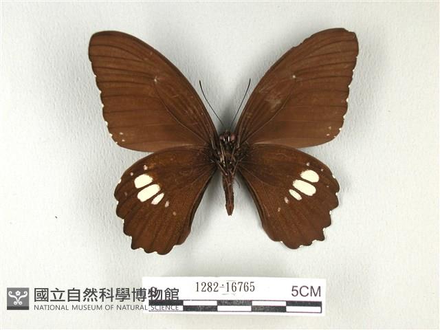 無尾白紋鳳蝶藏品圖，第2張