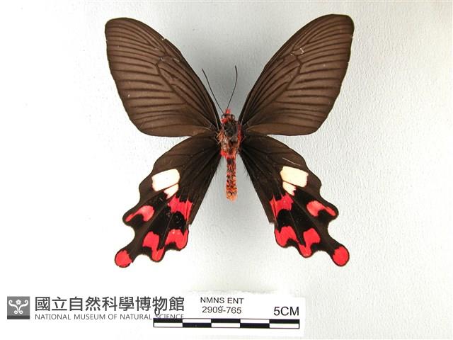 多姿麝鳳蝶藏品圖，第2張