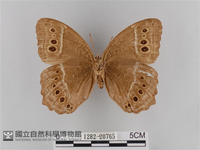 褐翅蔭眼蝶藏品圖，第2張