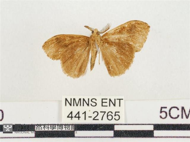 小白紋毒蛾藏品圖，第2張