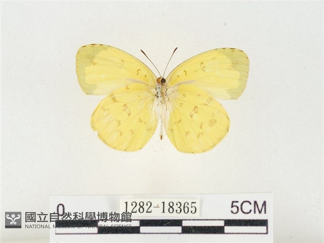 島嶼黃蝶、江崎黃蝶藏品圖，第2張