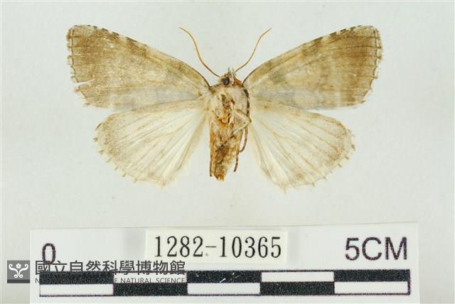 圍異波紋蛾藏品圖，第2張