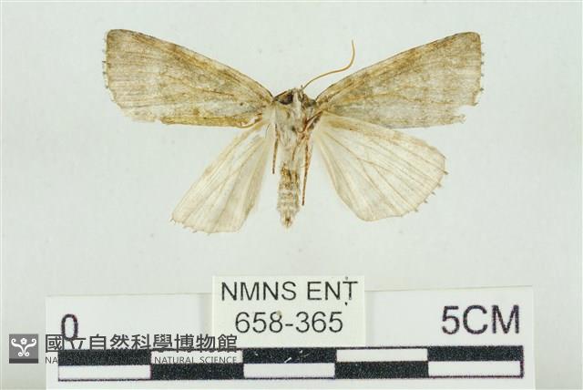 臺灣銀斑異波紋蛾藏品圖，第2張