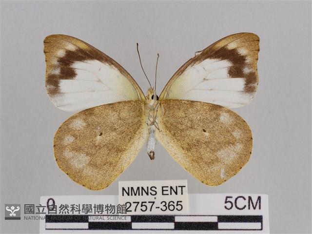 雲紋尖粉蝶藏品圖，第2張