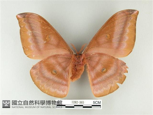 紅目天蠶蛾藏品圖，第2張