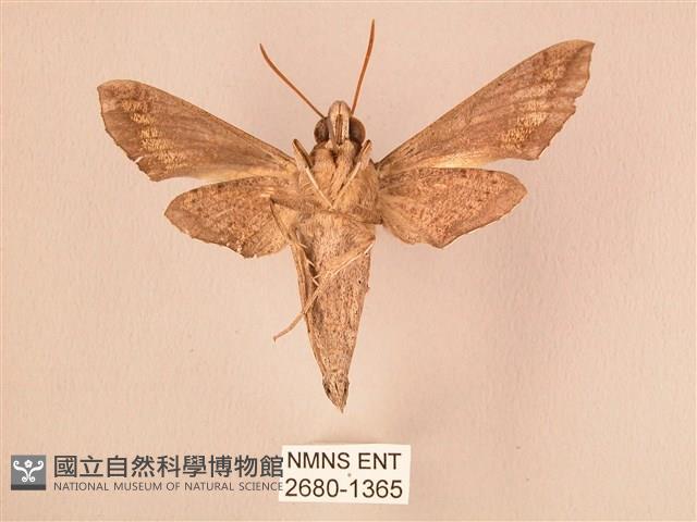 斜線天蛾藏品圖，第2張