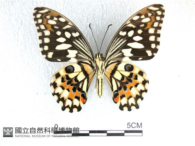 花鳳蝶、無尾鳳蝶藏品圖，第2張