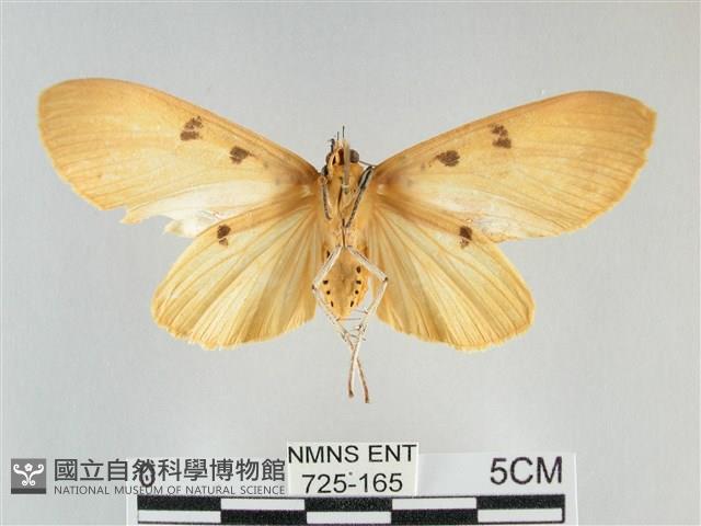 橙擬燈蛾藏品圖，第2張